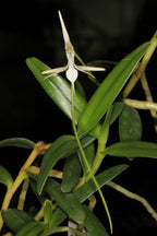 Jumellea stenoglossa (Species from Madagascar)