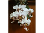 Phalaenopsis Stuartiana tipo x sib (Fragrant )
