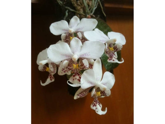 Phalaenopsis Stuartiana tipo x sib (Fragrant )