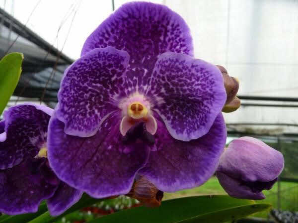 Vanda Robert's Delight 'Ink Star' Main image
