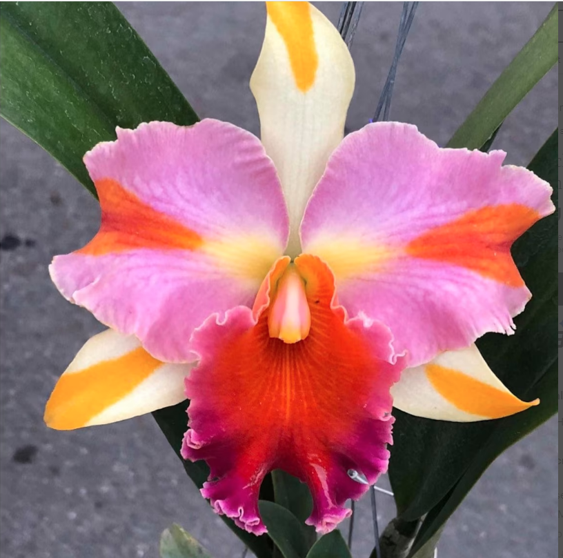 Pack of 14 Beautiful Cattleya Hybrids with FREE SHIPPING! Main image