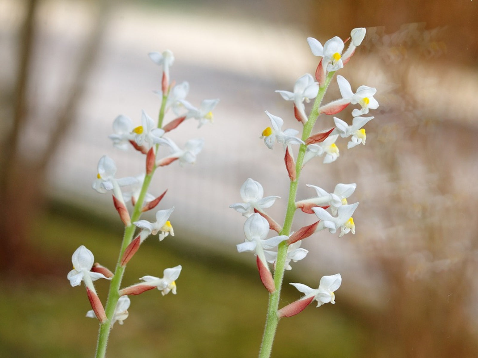 IN SPIKE NOW Ludisia discolour (Jewel Orchid)