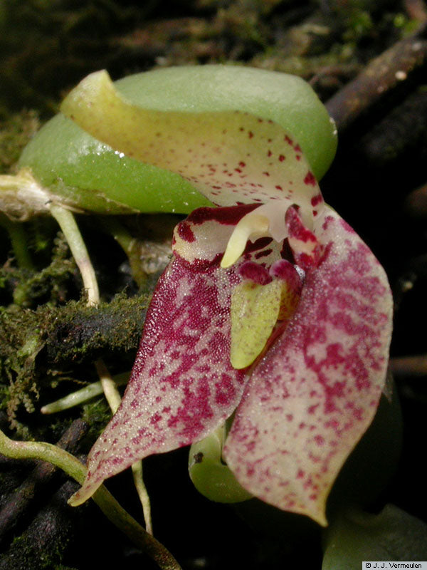 Bulbophyllum (Trias) cambodianum Main image