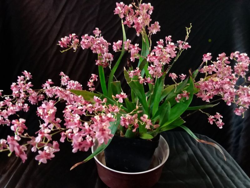Oncidium Twinkle Pink (IN SPIKE NOW) Main image