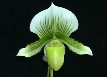 Paph. Hsinying Lime X Hsinying Citron Chin Hua Giant X Hsinying Dragon 'Double Trouble' Secondary image