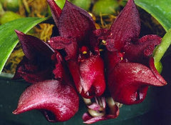 Bulbophyllum Cruentum