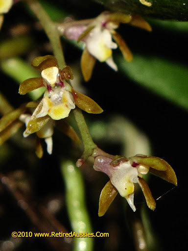 (Having Flower Buds) Plectarhiza Tridentata (Fragrant Species) Main image