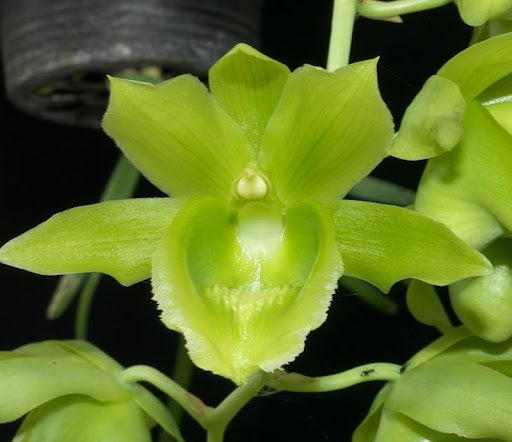 Clowesetum (Clo.) Black Jade Main image