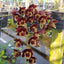 Fdk. Sunset Ridge 'Baker's wine Sunset' AM/ AOS