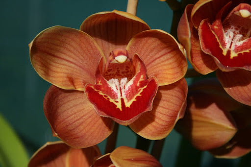 Cymbidium Red Treasure 'Orange Crush'