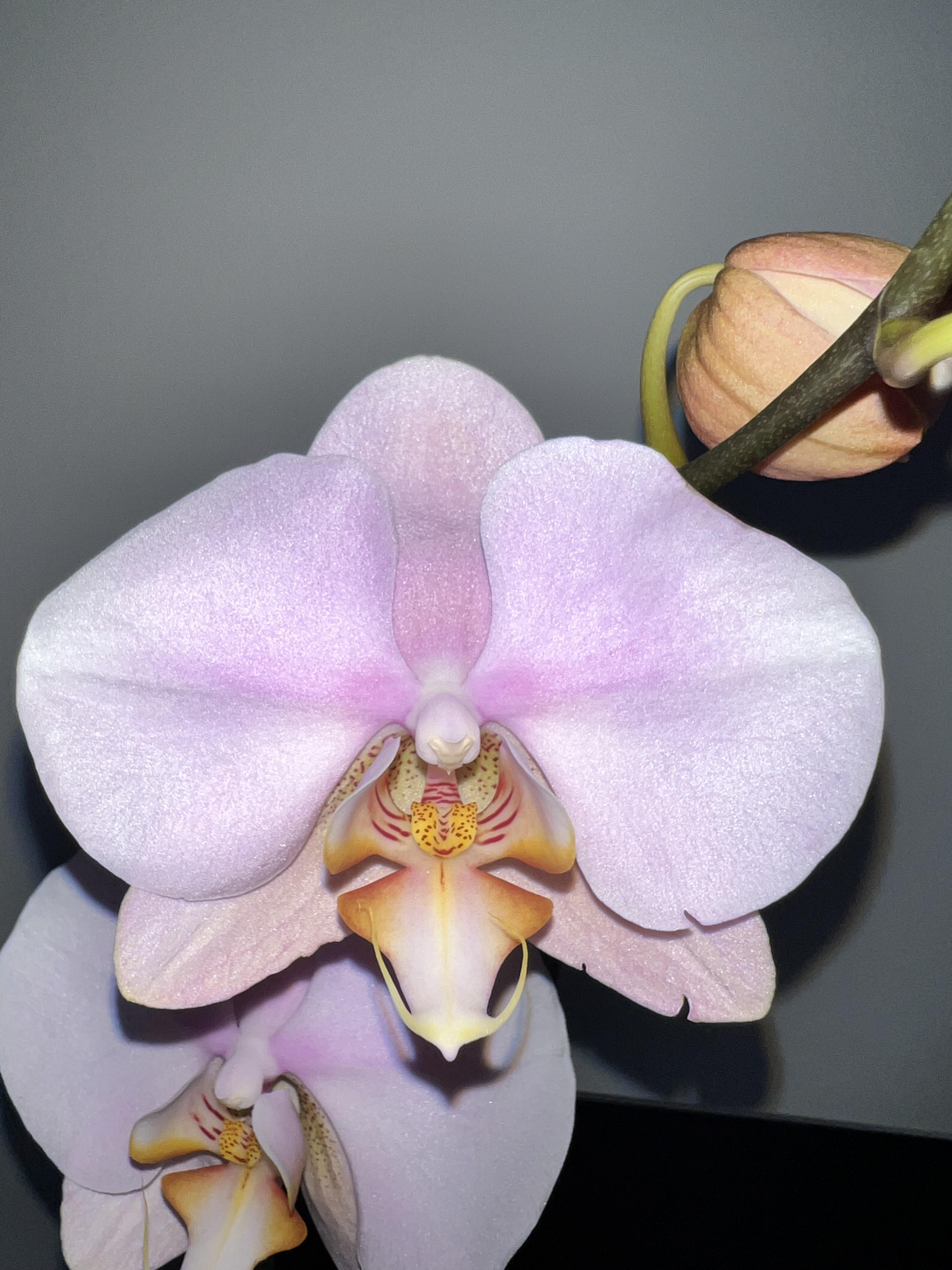 Phalaenopsis Hypnotic Potion (IN BLOOM NOW MERICLONE) Main image