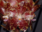 TOP Phalaenopsis Gigantea