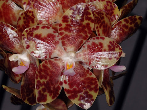TOP Phalaenopsis Gigantea