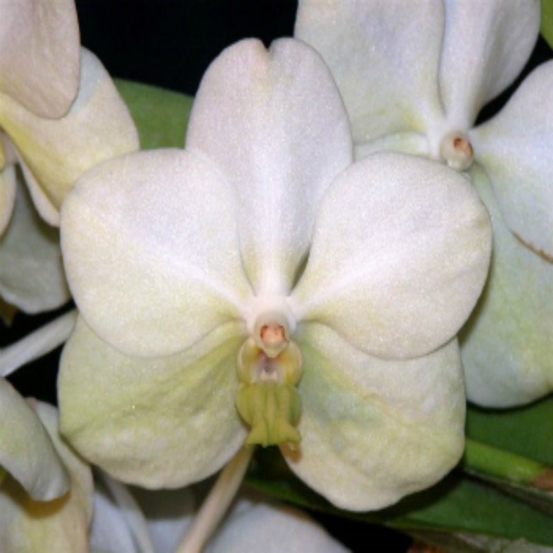 Vanda Princess Mikasa (Alba) Main image