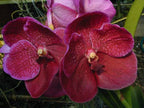 Vanda Kultana Scarlet (4n) x Ascda. Wilas (4n)