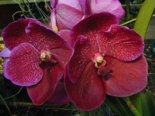 Vanda Kultana Scarlet (4n) x Ascda. Wilas (4n)