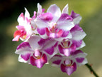 Vandaenopsis Miss Joaquim X Pulcherrima (IN SPIKE NOW)