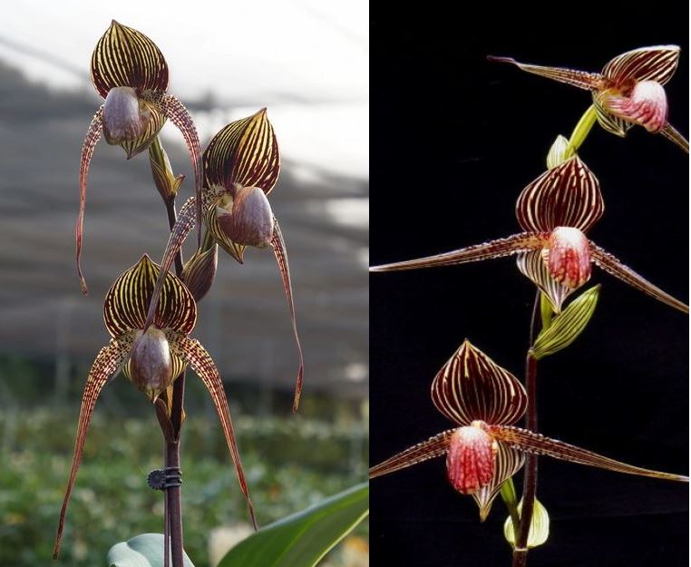 Paphiopedilum Wossner Black Wings x rothschildianum Main image