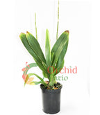 Wilsonara Hilo Firecracker ‘Sangria’