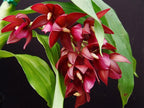 Variegated Orchids Special Pack of 4