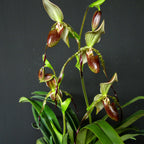 Paphiopedilum Frank Booth ( Paph. Stonei x Paph. Parishii)