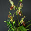 Paphiopedilum Frank Booth ( Paph. Stonei x Paph. Parishii)