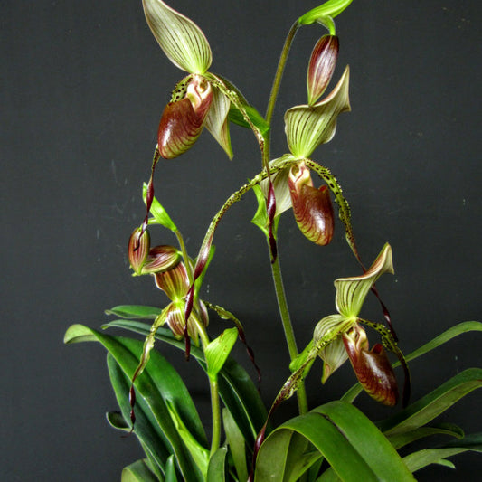 Paphiopedilum Frank Booth ( Paph. Stonei x Paph. Parishii)