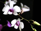 Den. Lasianthera x bigibbum var. compactum