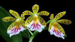 Oerstdella Wallisii (Species From Panama-Costa Rica)