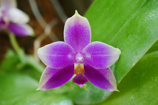 Phalaenopsis Violacea (In Spike Now)