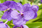 Vanda Kultana Delight Red x Vanda Coerulea