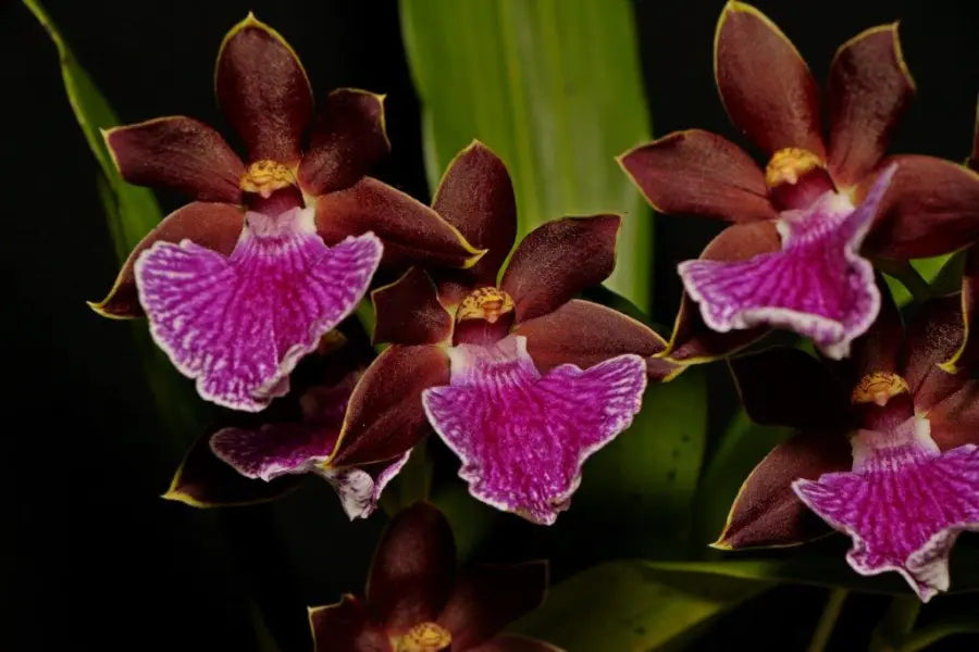 Zygopetalu Pimpala X Adelaide Meadows X Titanic